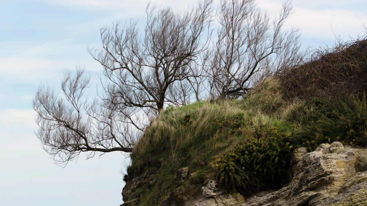 árbol solitario que crece en la ladera de un acantilado rocoso, toma lenta de alejamiento