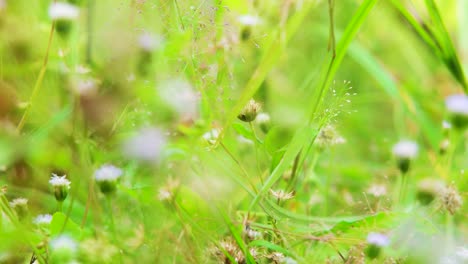 green grass in the afternoon breeze ultra hd