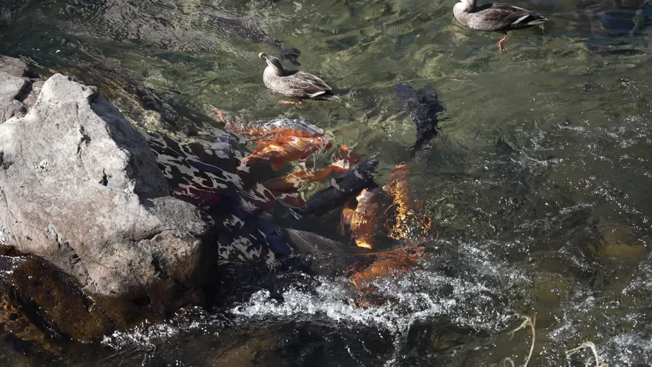 Japanese koi carps swimming in a clear river next to a rock with ducks also swimming