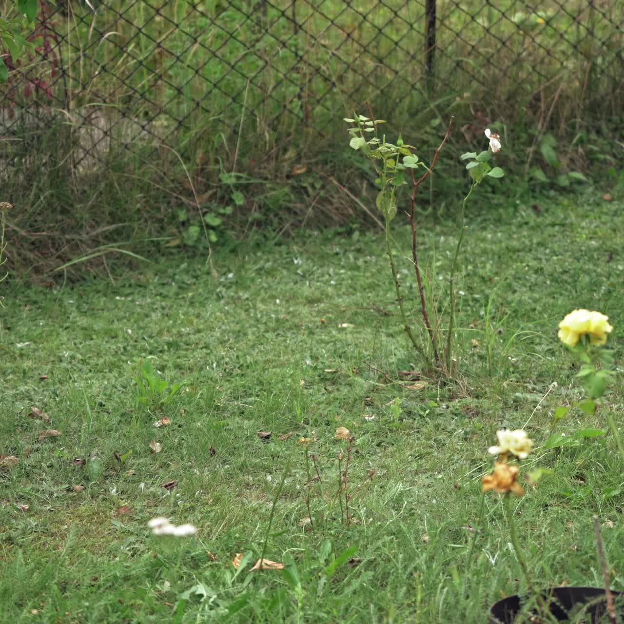 Woman cuts the lawn. Mowing lawns.