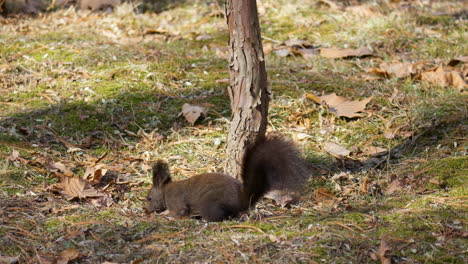 Eurasian red squirrel forages nuts under the tree on grassy meadow and jumps away in slow motion