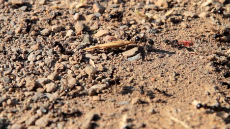 ants, black ants carrying food and supplies into their ant colony