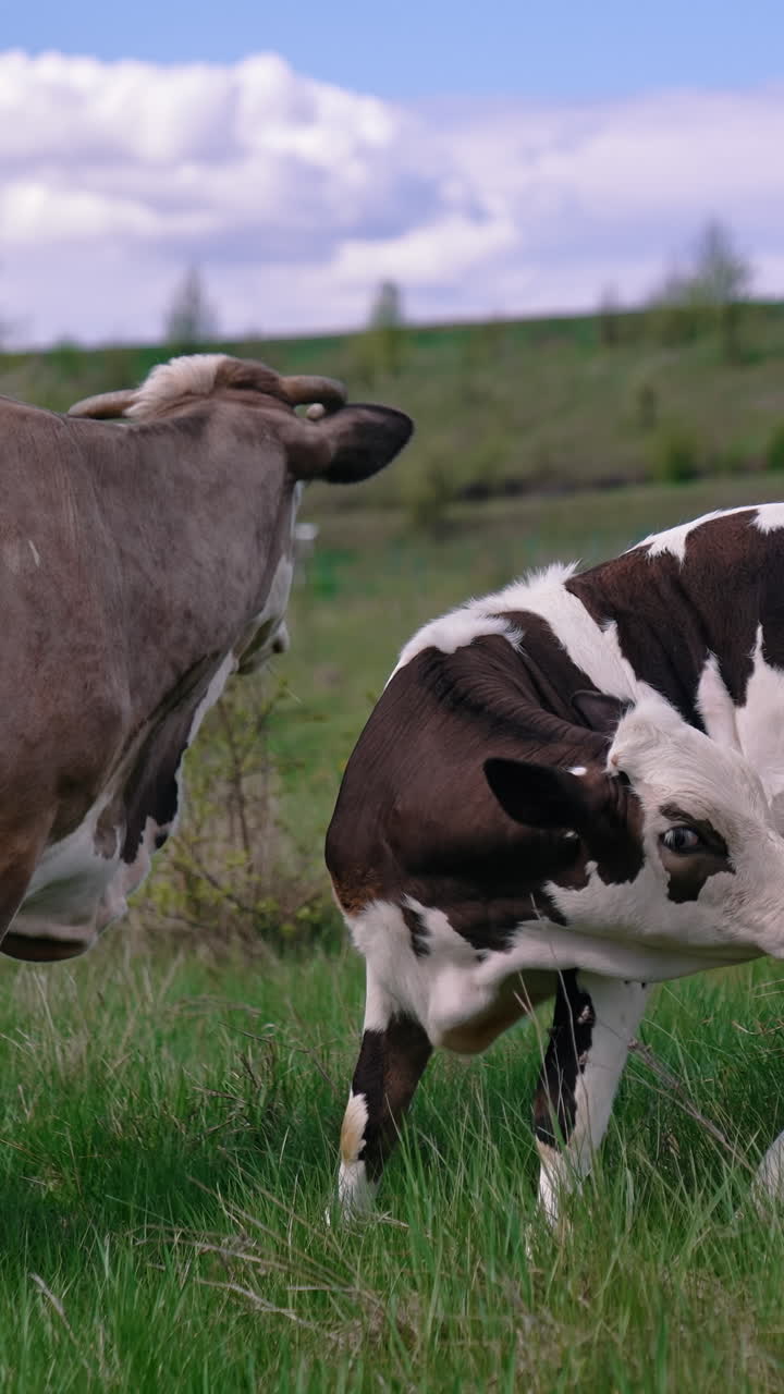 Close up view of grazing attractive cow at field. Herd of cows walking on the field Vertical video