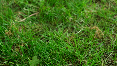 Eine-Frau-Pflückt-Im-Frühling-Mit-Der-Hand-Eine-Löwenzahnblume-Aus-Dem-Grünen-Gras-Im-Park