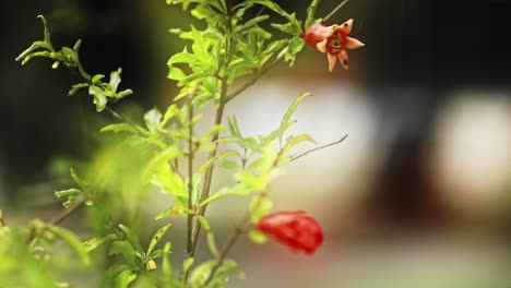 In-Den-Frühen-Stadien-Der-Blüte-Versprechen-Blumen-Zukünftige-Schönheit