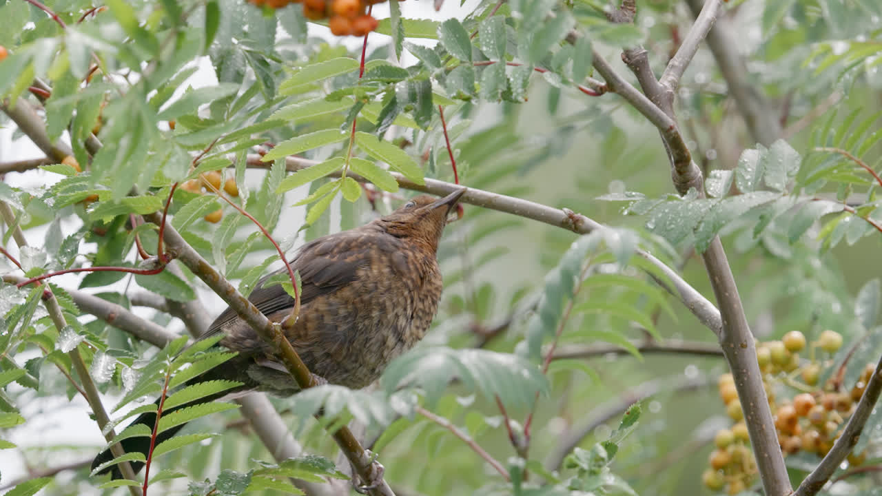 Bird sitting on a branch and feeding on bright red berry's in the English countryside