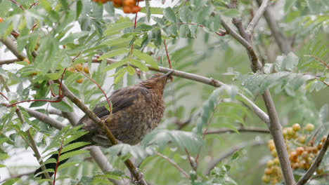 Pájaro-Sentado-En-Una-Rama-Y-Alimentándose-De-Bayas-Rojas-Brillantes-En-La-Campiña-Inglesa