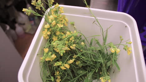 Foraged-wild-turnip-in-a-restaurant-kitchen