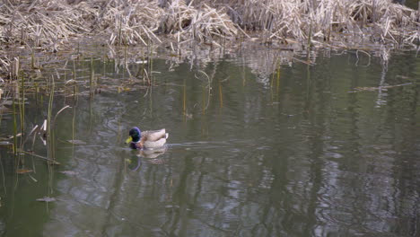 duck swimming in a lake