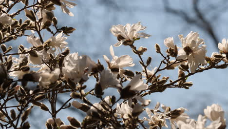 a dynamic low angle footage of magnolia flowers in bloom from its tree