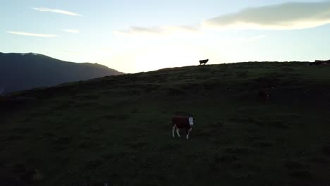 Silhouette-Einer-Kuh-Auf-Einem-Bergfeld-Im-Sonnenuntergang