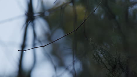 dewdrop on twig by the lakeshore