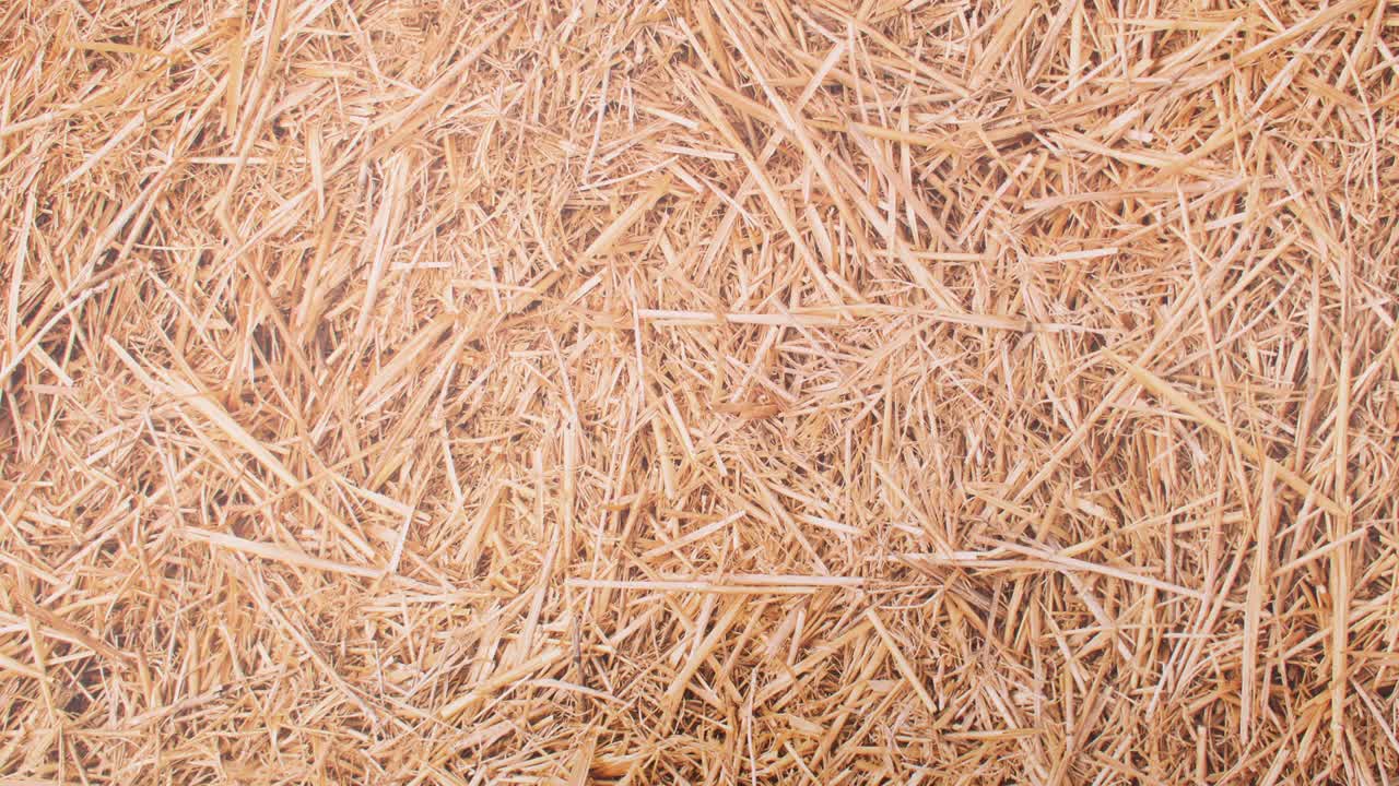 los huevos aparecen en la caja para los huevos en el tema de la paja. detener el movimiento