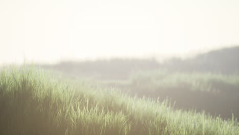 green field with tall grass in the early morning with fog