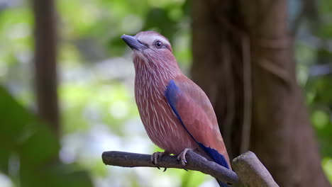 un hermoso pájaro rodillo púrpura posado en una rama de árbol en su hábitat natural - cerrar