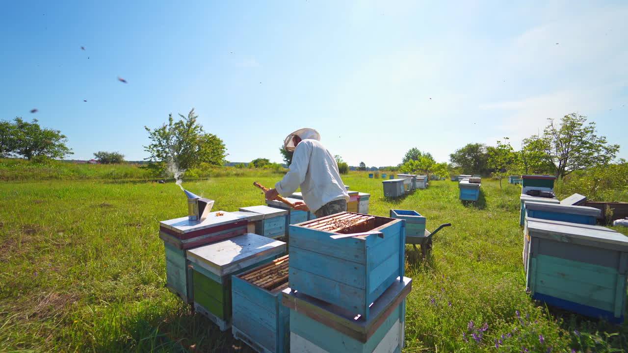 Apiary on field. Beekeeper holds a honey frame with bees in hands. Beekeeper at work near the wooden hive. Farmer taking out honeycombs.