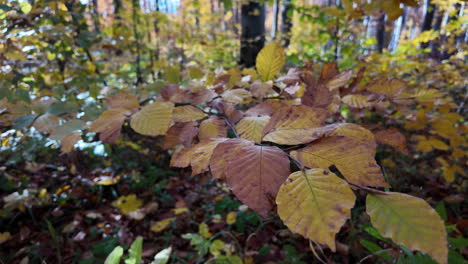 close-up of autumn leaves in forest