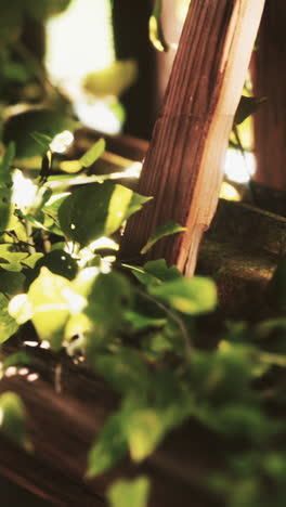 green leaves and sunlight in a wooden frame