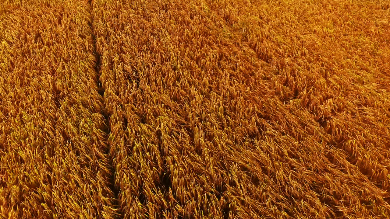 la hierba soplando en el viento