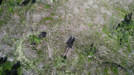 avión no tripulado de arriba hacia abajo que gira sobre el bosque destruido debido a la deforestación o un desastre ambiental en un día soleado