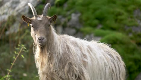 medium low angle shot of hairy goat with a sullen look, turning his ear to focus on a novel sound, on a golden sunny day