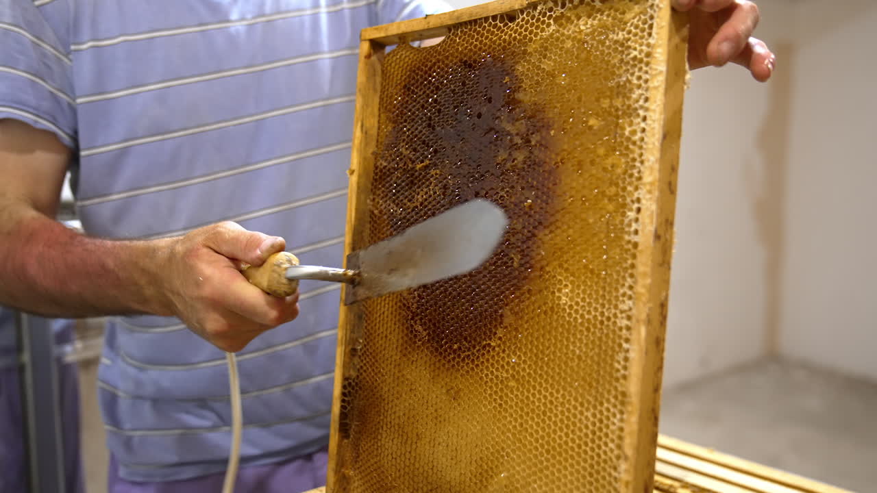 Heavy frame with full honeycombs and partially sealed cells. Apiarist removes the covers from cells for easier honey extraction.