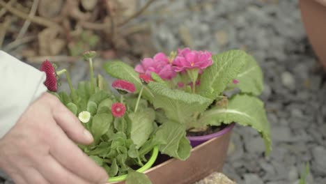 tending flowers in plant pot