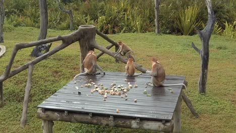 a family of proboscis monkeys sitting on a wooden platform eating