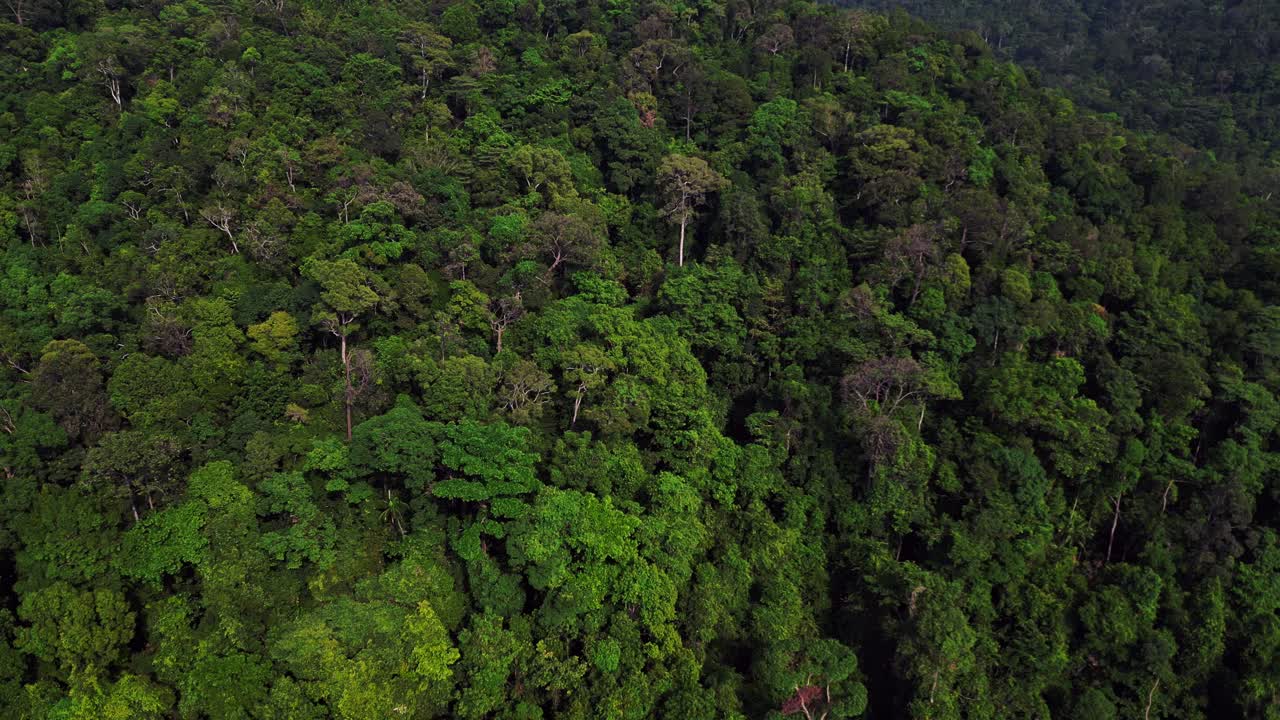 dense jungle vegetation covering mountain slopes on Koh Chang island in Thailand. Tremendous aerial view flight
