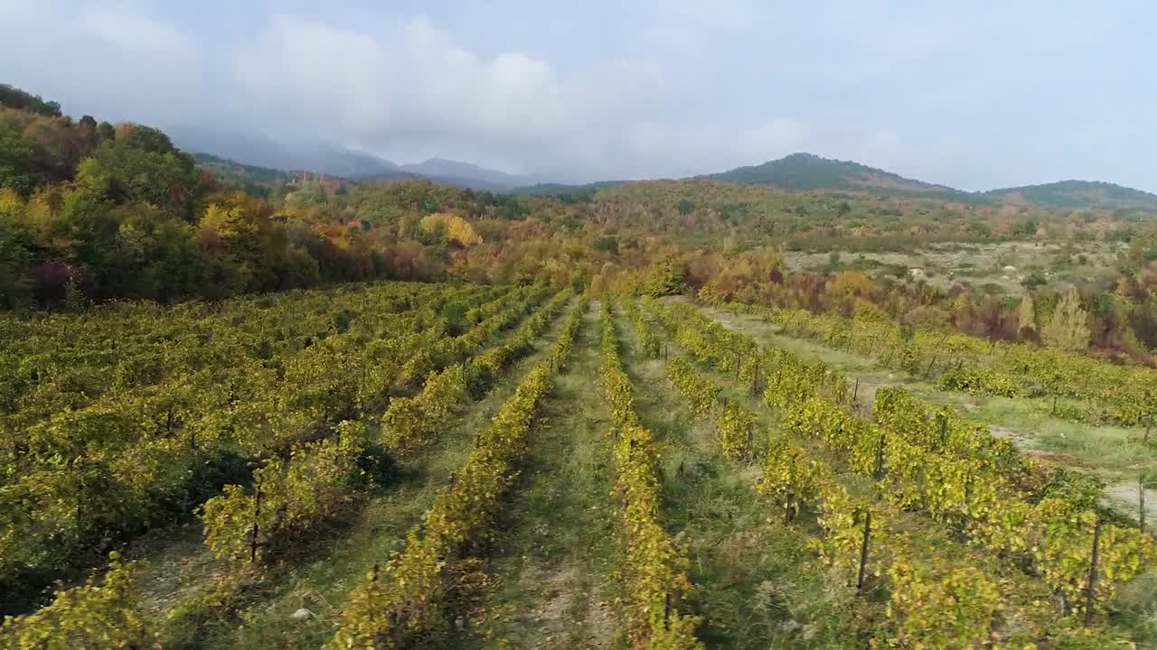 paisaje de viñedos de otoño