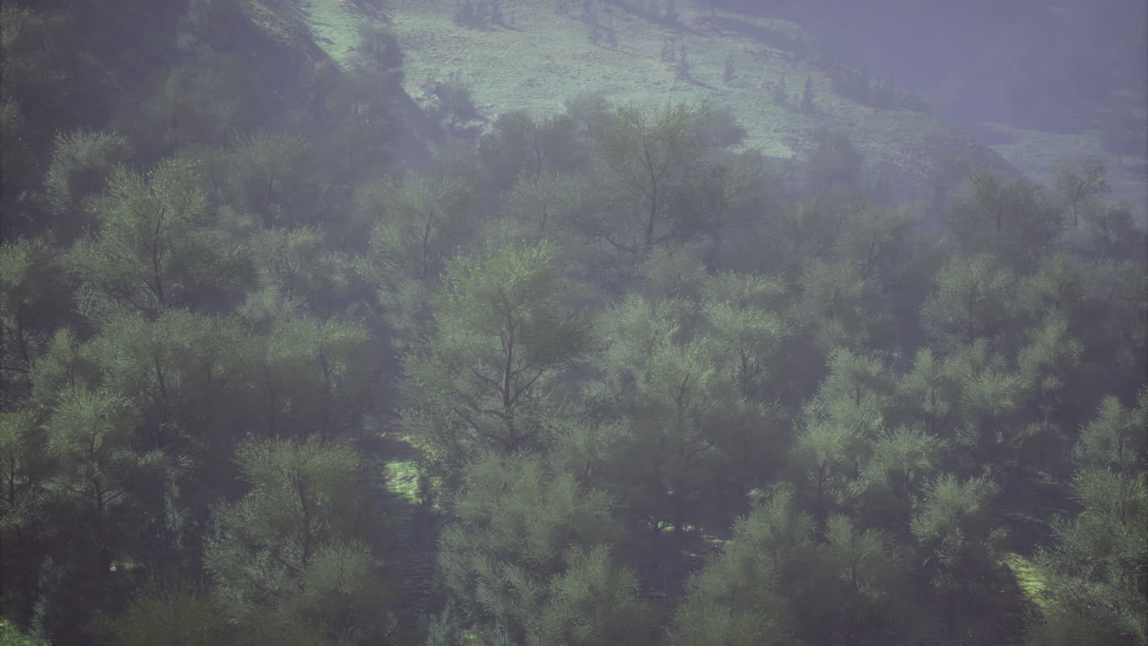 Dappled sunlight filtering through lush green trees in a serene landscape