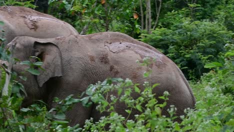 The-Asiatic-Elephants-are-endangered-species-and-they-are-also-residents-of-Thailand