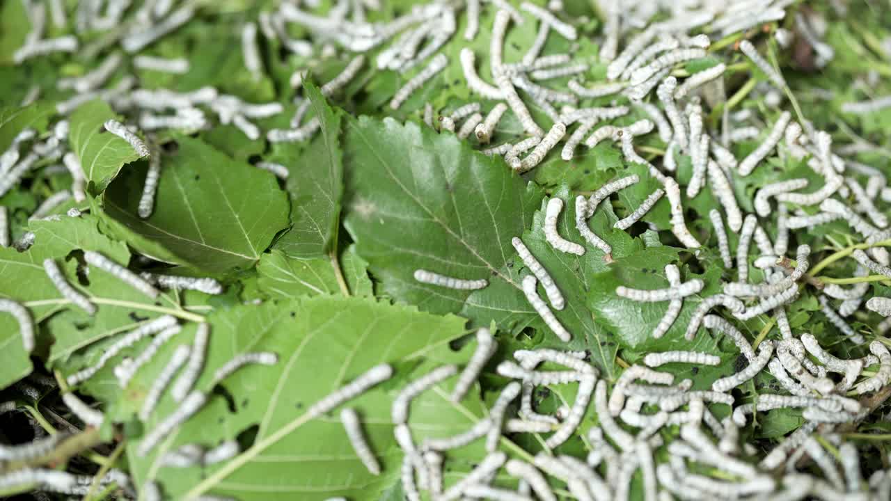 Bicho-da-seda Borboleta fez Corda de algodão têxtil caro Irã Animal de luxo Inseto verde na natureza Bicho-da-seda Branco macio Agricultura Indústria Tecido Larva Macro Produção Orgânico Fio tradicional