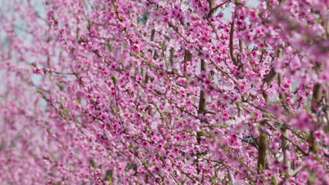petals in motion during springtime bloom
