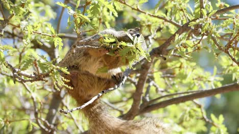 Tiro-En-Cámara-Ultra-Lenta-De-Ardilla-De-Roca-Sentada-En-Una-Rama-Alimentándose-De-Un-árbol