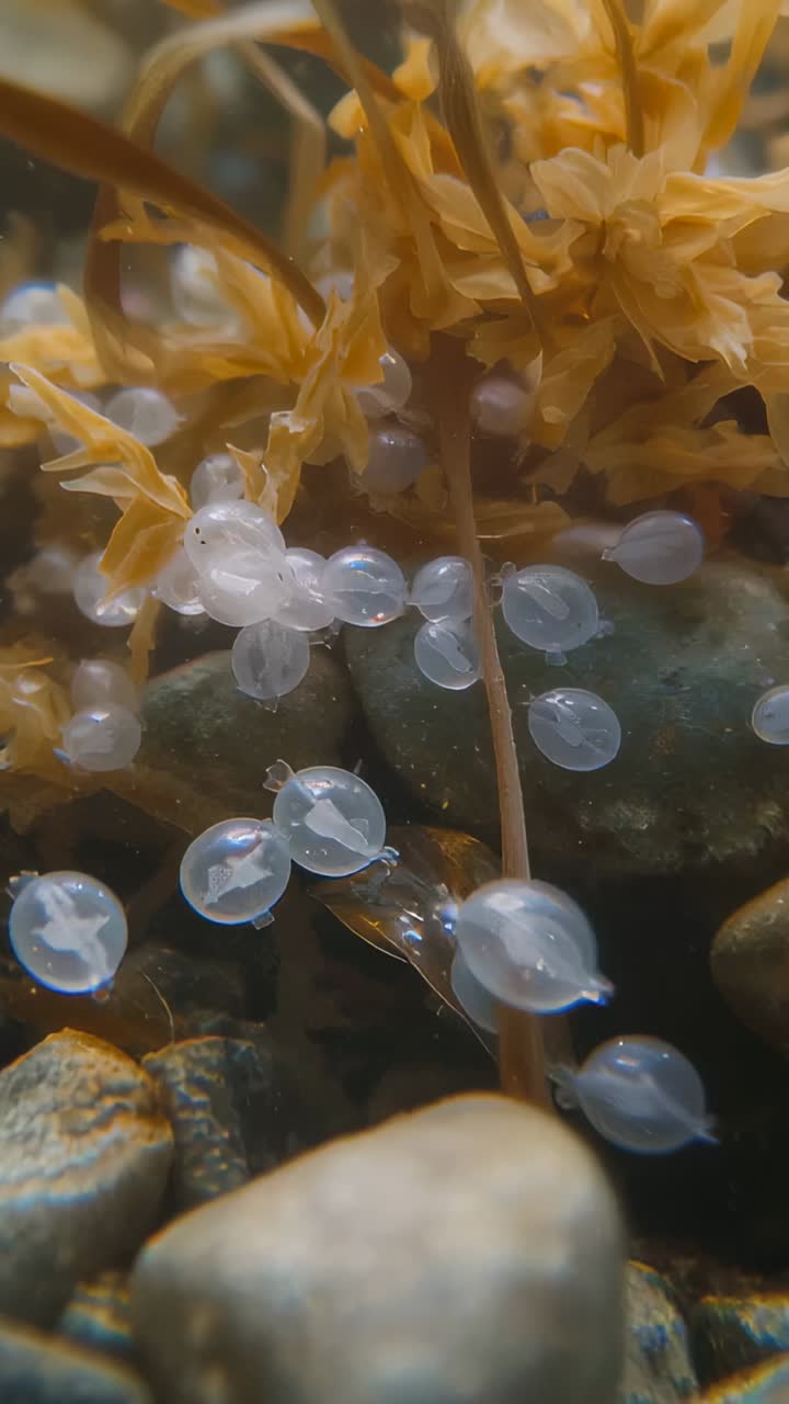 Vertical video: Panning camera showing clear egg capsules on plant strands over pebbles, water flow