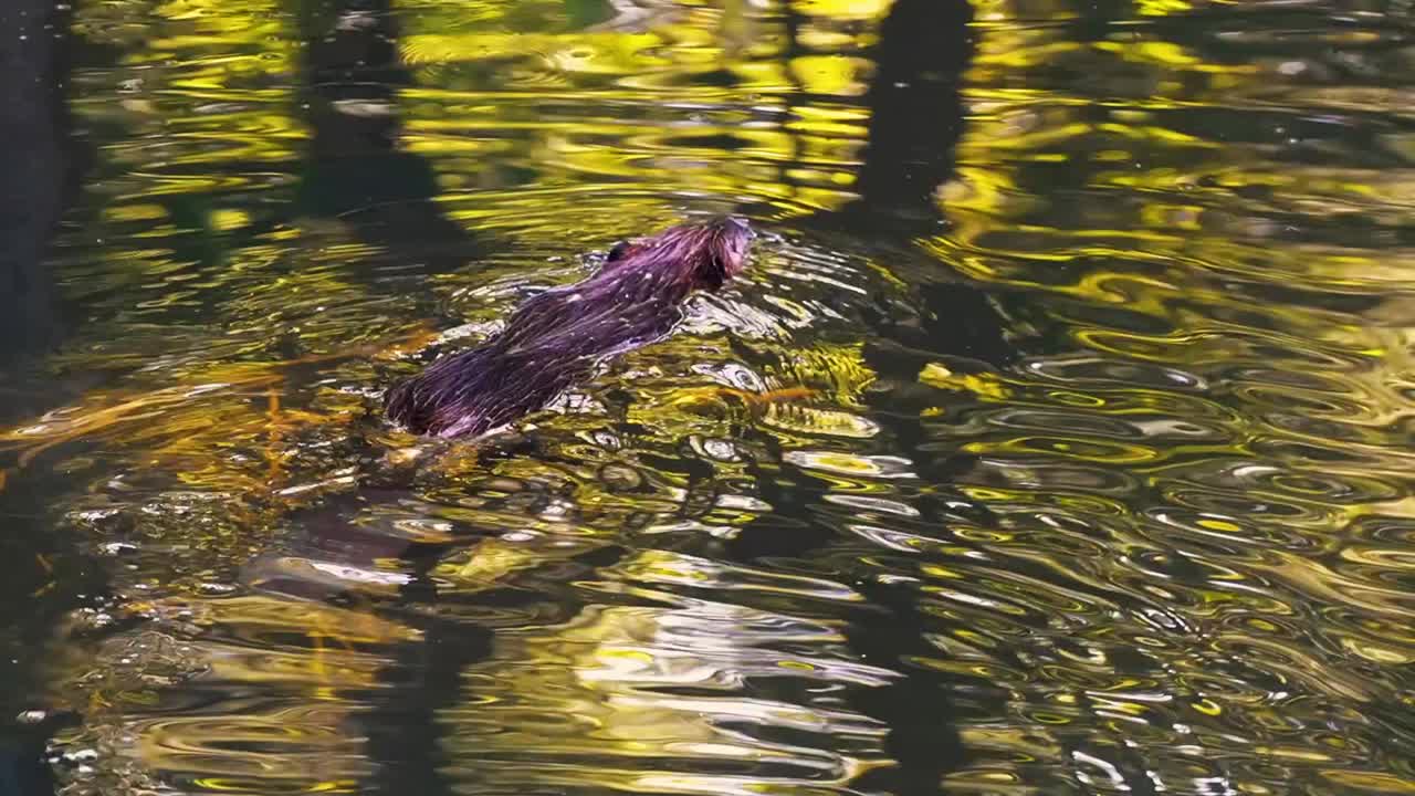 потрясающий крупный кадр коричневого бобра, плавающего в своей естественной среде обитания