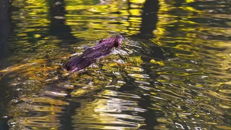 stunning close up footage of a brown beaver swimming in its natural habitat