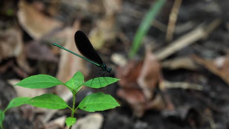 Ebony-jewelwing-stretching-wings-while-resting-on-plant-near-forest-floor,-Florida-4k-60p