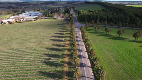 seppeltsfield road rodeada de palmeras en el valle de barossa, australia del sur - fotografía aérea