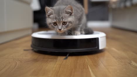 tecnologías inteligentes para la limpieza de mascotas amigable. la aspiradora robot blanca redonda limpia el suelo mientras el gatito gris escocés recto juega despreocupado en casa. el gato pequeño y la aspiradora robótica en la habitación
