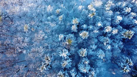 Schneebedeckte-Bäume-In-Einem-Wald---Drohne-Bewegt-Sich-Nach-Oben