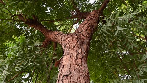 neem tree bark, an old neem tree also known as azadirachta indica, branches of neem tree during a bright sunny day also used as natural medicine-2