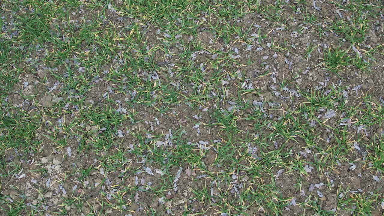 aerial view of young suffering corn crops growing under the sun in dry soil at sunset drone shot, drought , climate change concept