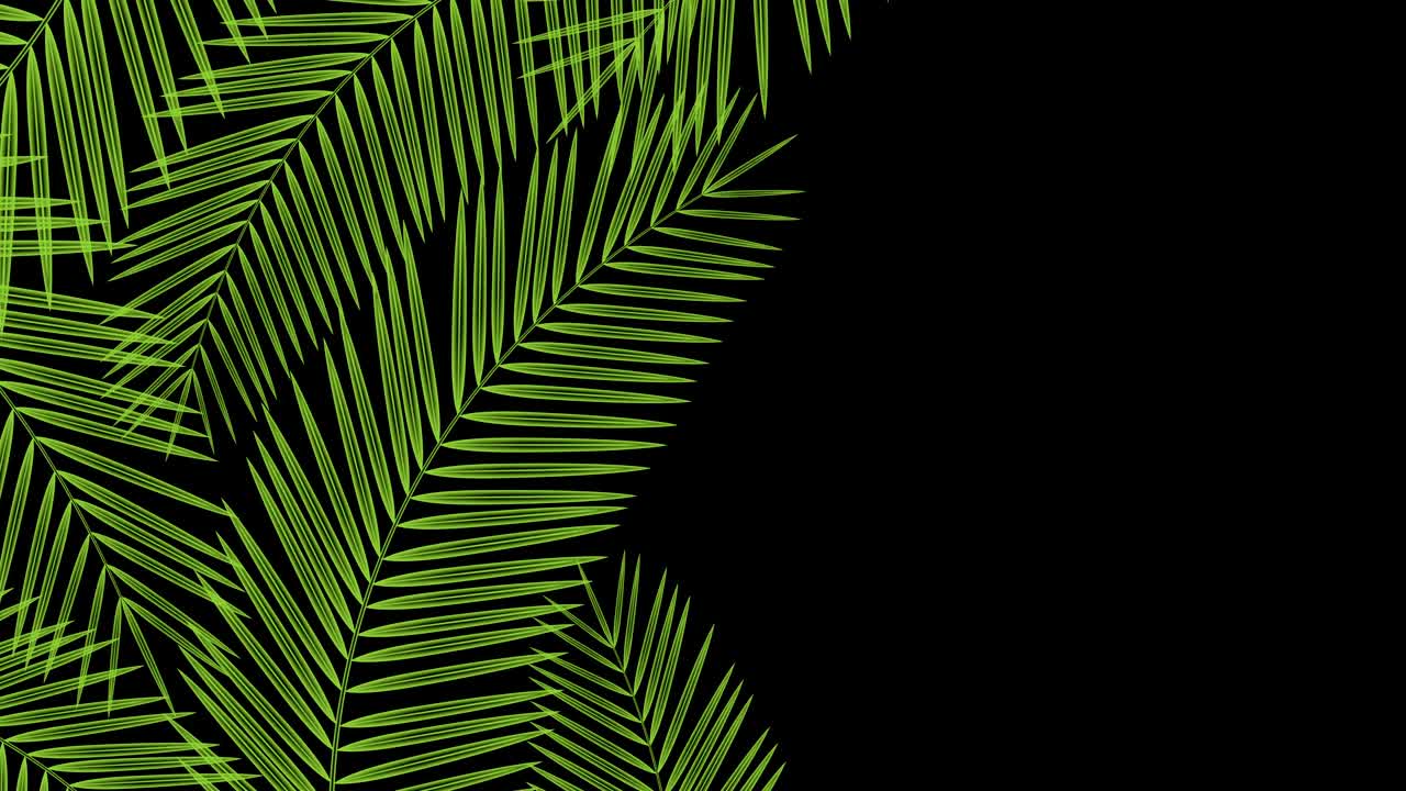 hojas de palma de coco marco transparente moviéndose por el viento bucle y copiar animación espacial 4k en fondo negro con canal alfa