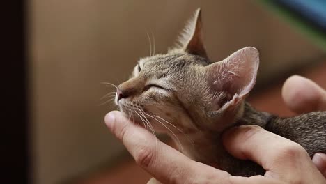 close up to a tiny delicate tabby kitten cradled in a hand while getting a gentle chin scratch showing love and friendship