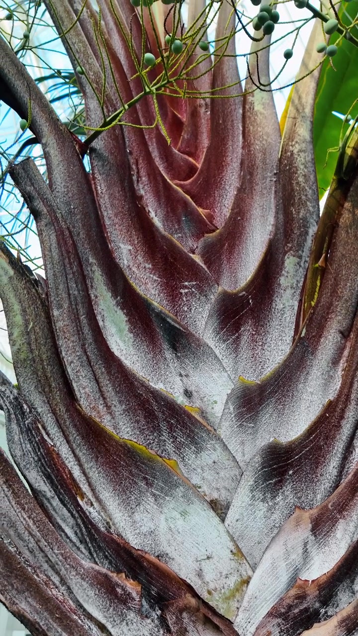 Macrotextura de uma palmeira-do-viajante (Ravenala madagascariensis). Close-up extremo das bases das folhas sobrepostas de uma Ravenala madagascariensis ou palmeira-do-viajante.