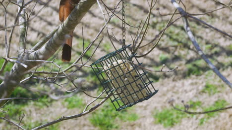 brown thrasher eating at a suet bird-feeder during late-winter in south carolina