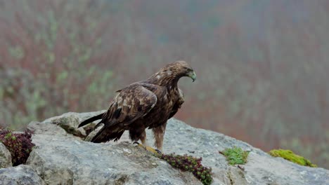 aquila chrysaetos wild bird siting on rocky cliff in nature