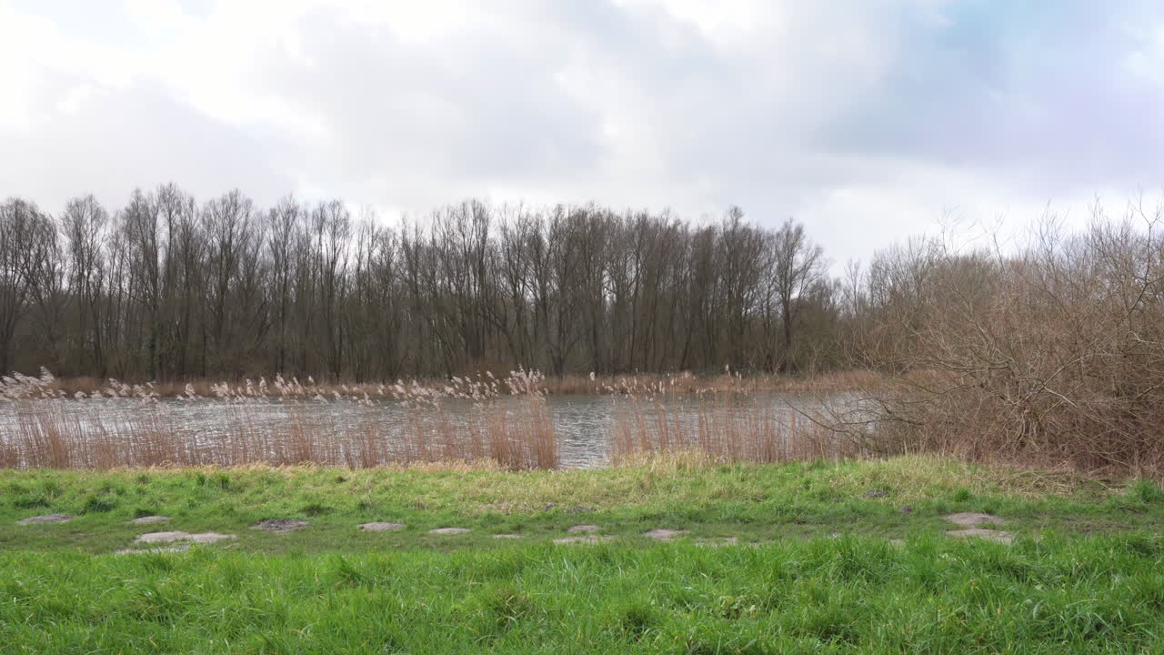 바람 부는 날에 흔들리는 팜파스 잔디의 넓은 정적 샷